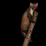 Nocturnal animals in our garden